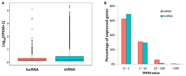 FPKM values comparison between lncRNA and mRNA.