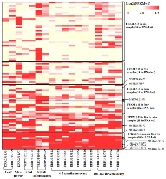Heatmap for lncRNAs in 18 oil palm transcriptomes.