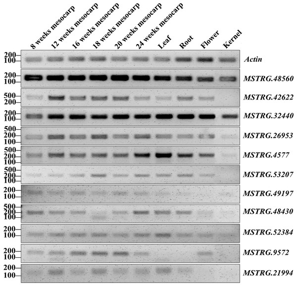 RT-PCR validation of 11 oil palm lncRNAs in six developing stages of mesocarp, leaf, root, flower and kernel of oil palm.