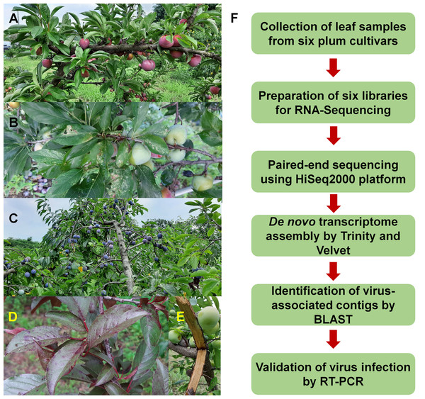 Images of plum trees and experimental scheme.