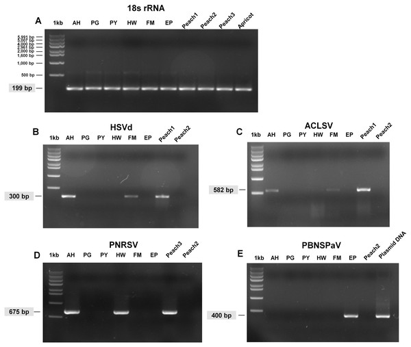 Full-length gels display RT-PCR results with specific primers for HSVd, ACLSV, PNRSV, and PBNSPaV.