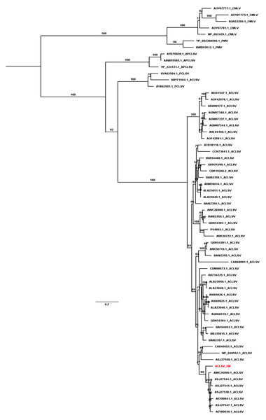 Maximum likelihood phylogenetic tree inferred from the MP sequences of known ACLSV isolates.