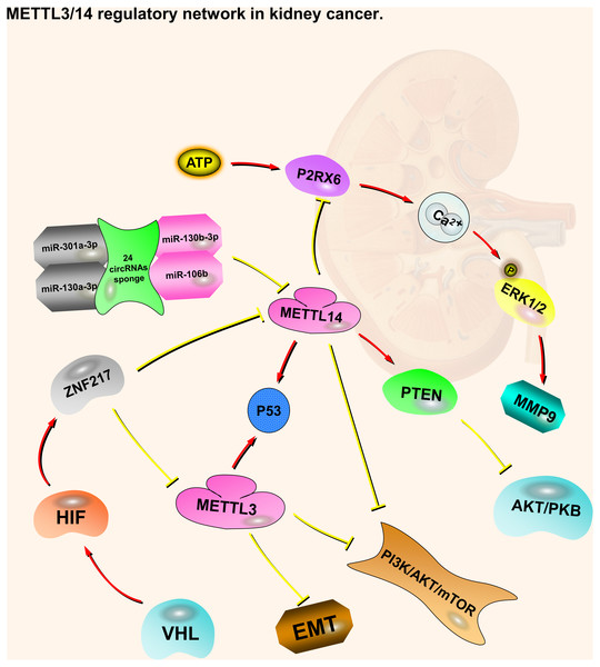 METTL3 and METTL14 regulatory network in kidney cancer.