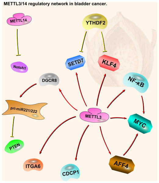 METTL3 and METTL14 regulatory network in bladder cancer.