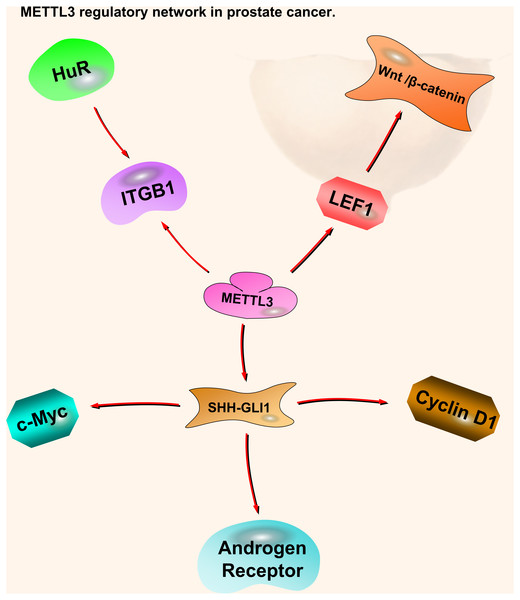 METTL3 regulatory network in prostate cancer.