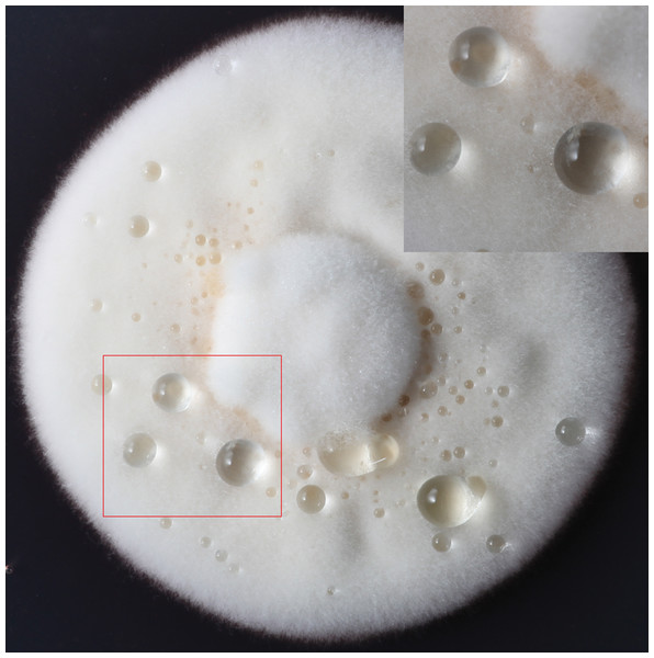 The formation of exudate droplets C. armoraciae accompanying with mycelial growth.