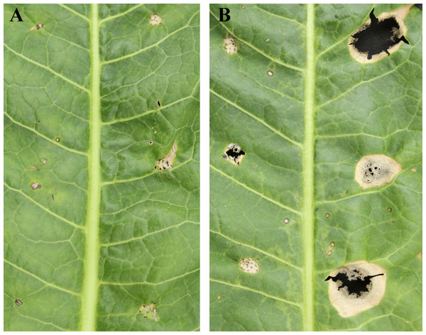Pathogenicity tests results depicting different leaf spot lesions on A. rusticana with pathogen inoculated and exudate inoculated respectively, after 5 d (A) and 10 d (B).