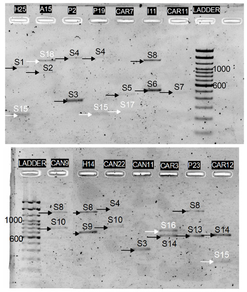 PCR amplification of the P. serotina C2–C3 intragenic region using the Ps1C2Fw and Ps2C3Rv primers.