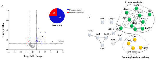 Analyses of identified proteins of G. diazotrophicus co-cultivated with A. thaliana seedlings.