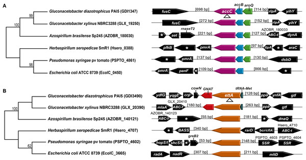 Phylogenetic analysis and in silico operon prediction of accC and ettA.