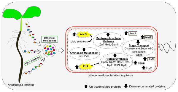 Schematic illustration of the main responses of G. diazotrophicus to beneficial metabolites exuded by A. thaliana.