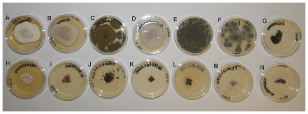 Mycelial growth inhibition of kubicin vapour against selected fungal strains on Malt Extract Agar plates.
