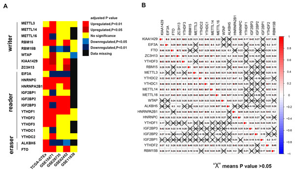 Expression pattern of m6A-related genes and co-expression analysis of 21 m6A-related genes.