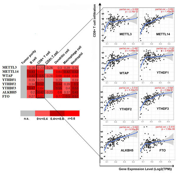 Correlation between infiltrating immune cells and the expression level of m6A-related genes.