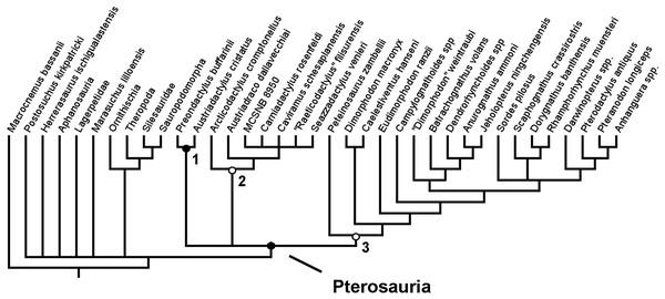 Strict consensus rule tree produced in the initial analysis that did not utilise any new anatomical characters.
