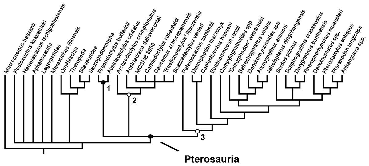 Simplified phylogenetic proposal of the Pterodactyloidea ingroup