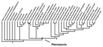 Testing pterosaur ingroup relationships through broader sampling of ...