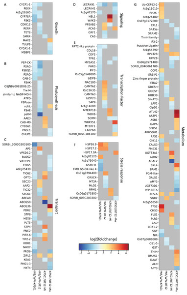 Differentially expressed genes in sugarcanes under the water-stressed treatments.