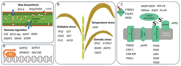 Drought tolerance activities in which DEGs are involved.