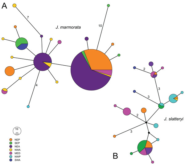 Median joining haplotype networks of J. marmorata (A) and J. slatteryi (B).