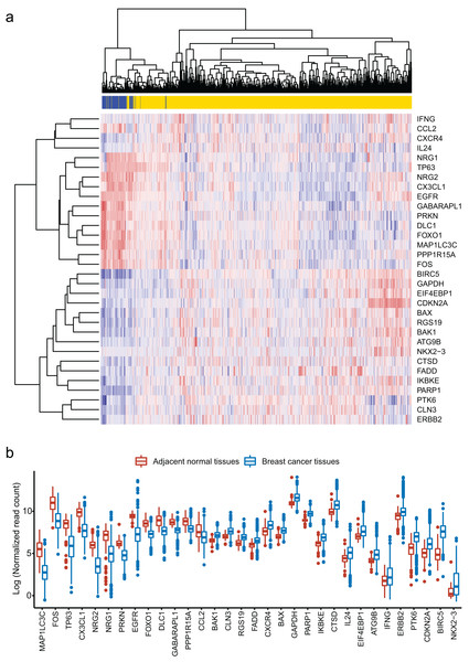 Identification of 32 differentially expressed autophagy-related genes (ARGs).