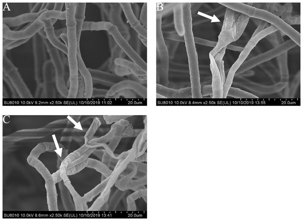Effects of carvacrol and thymol on the mycelial morphology of Botrytis cinerea.