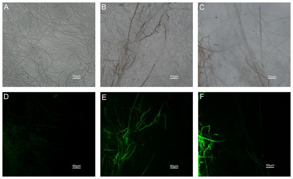 Effects of carvacrol and thymol on mitochondrial integrity measured by fluorescence microscope.