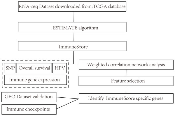 Flow diagram of methods for mining of prognostic immune-related genes in CSCC.