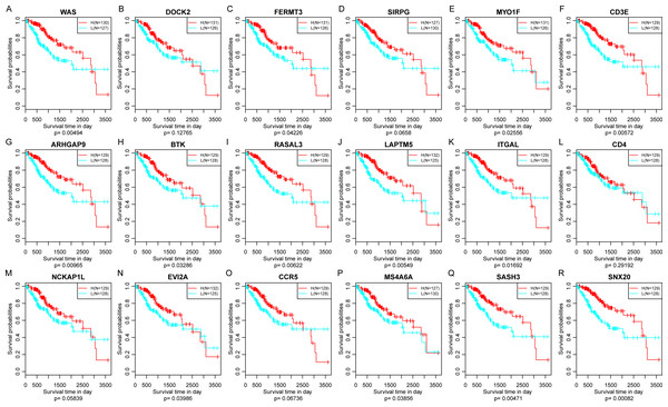 The relationship between 18 novel representative immune microenvironment-related genes and prognosis (A–R).