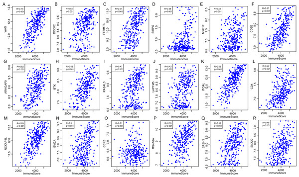 The correlations of 18 immune microenvironment-related genes with ImmuneScore for CSCC patients in independent dataset (A–R).