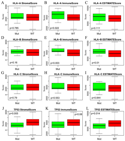 The correlations of immune-related scores based on ESTIMATE algorithm with gene mutations.