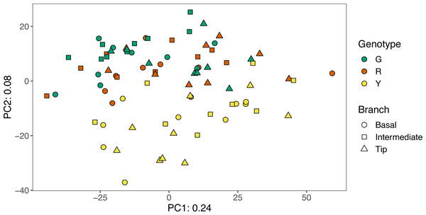 Principal Component Analysis of the Aitchison distance between microbial communities from green (G), red (R), and yellow (Y) genotypes of nursery-reared Acropora cervicornis.