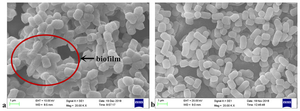 SEM micrographs of L. plantarum RS66CD grown in (A) modified MRS medium with NaCl and (B) MRS medium.