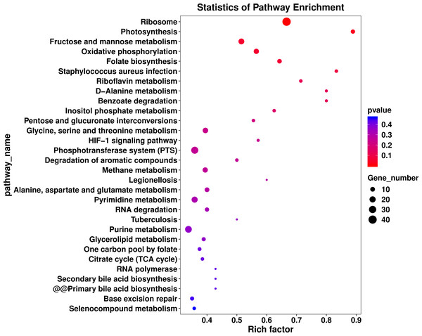 KEGG pathway analysis of differentially expressed genes in L. plantarum RS66CD biofilm compared to planktonic cells.