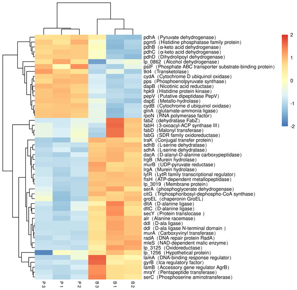 Expression of differentially expressed biofilm related genes in L. plantarum RS66CD.