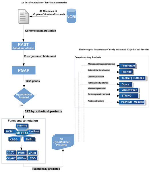 Workflow used for the annotation of the HP from C. pseudotuberculosis biovar ovis.