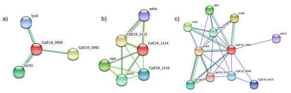 Protein–protein interaction networks generated by the STRING database.