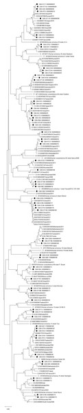 Phylogenetic analysis of the partial nucleotide sequence of VP1 region (237–255 nucleotides) of enterovirus B in this study (•), prototype strains (∘), and GenBank database (reference strains).