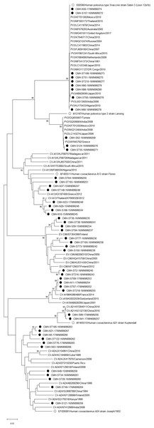Phylogenetic analysis of the partial nucleotide sequence of VP1 region (258–267 nucleotides) of enterovirus species C in this study (•), prototype strains (∘), and GenBank database (reference strains).