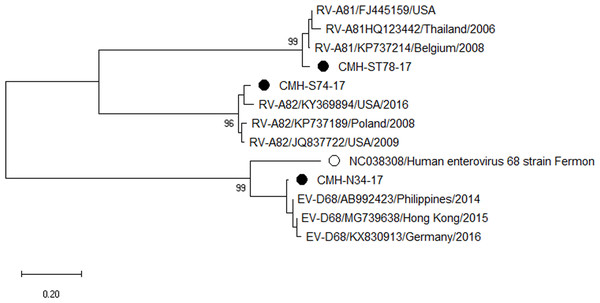 Phylogenetic analysis of the partial nucleotide sequence of VP1 region (264–312 nucleotides) of enterovirus D and rhinovirus A in this study (•), enterovirus D prototype strain (∘), and GenBank database (reference strains).