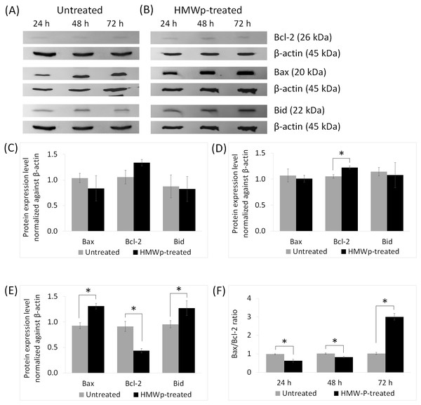  Effects of HMWp on apoptosis-related protein expression in MCF7 cells.
