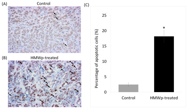 Apoptotic effect of HMWp treatment on MCF7 tumors.