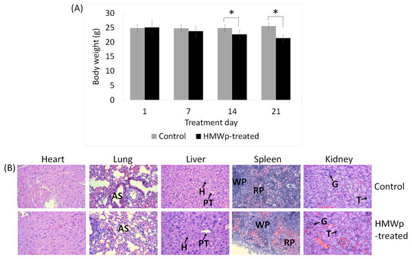 The effects of HMWp on body weight and vital organs of the mice.