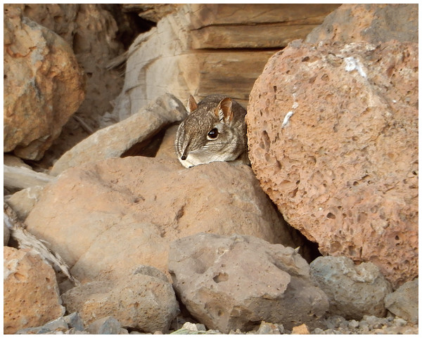 Somali Sengi photograph at the Day Forest locality in Djibouti.