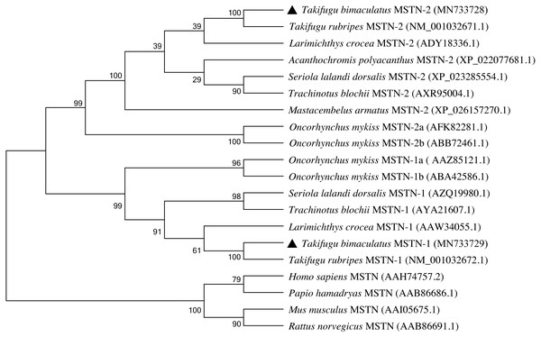 Phylogenetic tree of the MSTN-1 and MSTN-2 amino acid sequences between T. bimaculatus and other teleost and mammals.