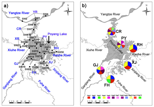 Collection locations (A) in Poyang Lake Basin with 28 sampling sections three time replicated (84 sampling points not shown for the sake of clarity) where distributed accross eight sampling areas (showed in capital letters), and haplotype distribution (B) of C. fluminea in six sampling areas.
