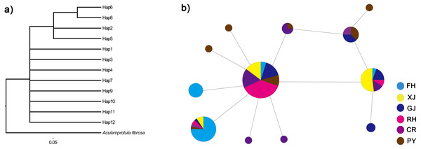 Phylogenetic analysis (A) and haplotype network (B) of C. fluminea showing the haplotypes identified throughout Poyang Lake Basin sites.
