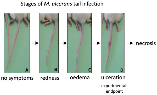 Progression of BU in the murine tail infection model over time.