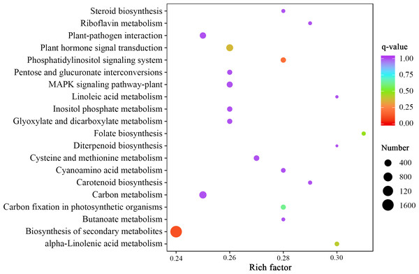 Statistics of KEGG enrichment of the DEGs identified in the unigene libraries between two Luffa cultivars.