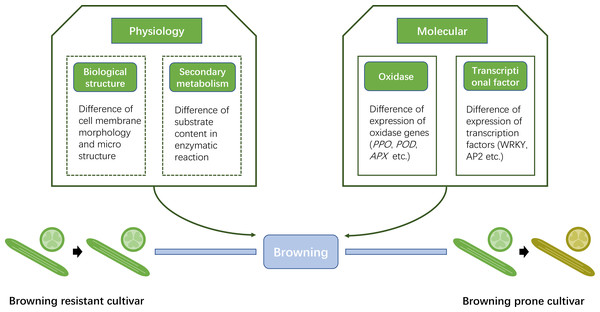 Simplified diagram of differences between browning resistant and browning prone Luffa cultivars.